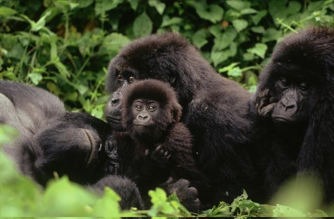 WWF - Gorillas